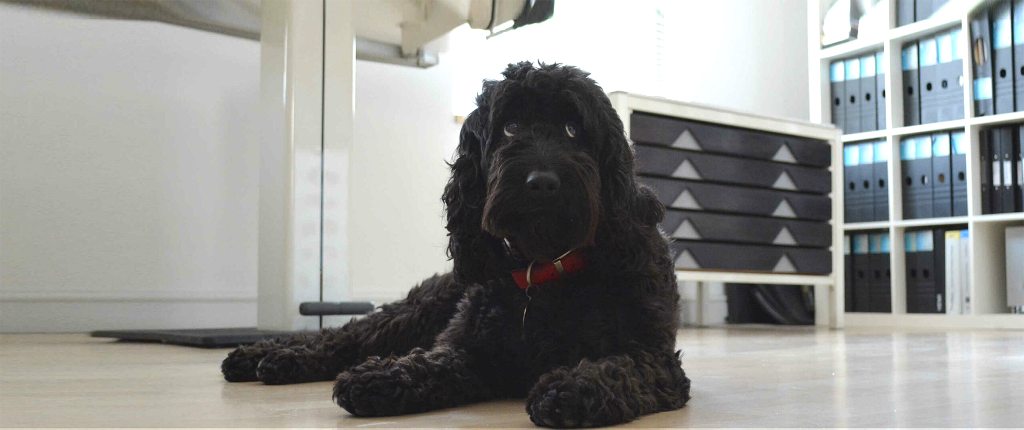 Bluefrog Design Guard Dog Ollie Product Design Consultants